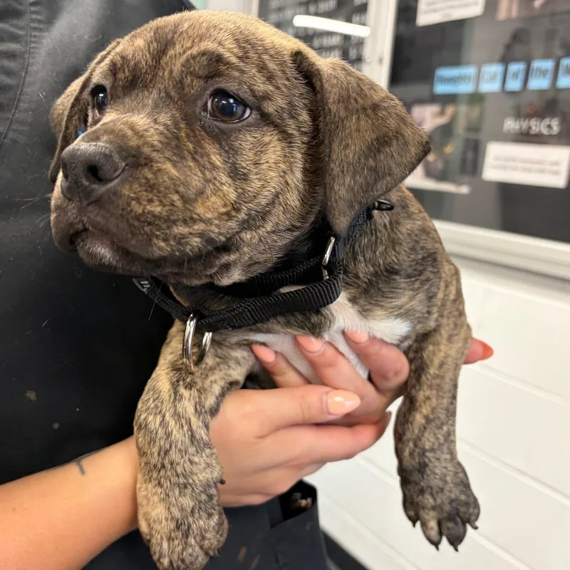 A baby small-sized female Mixed Breed dog named Trance for adoption in Mentor, OH