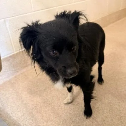 A young small-sized female Black Pomeranian dog named Clarice for adoption in Horn Lake, MS
