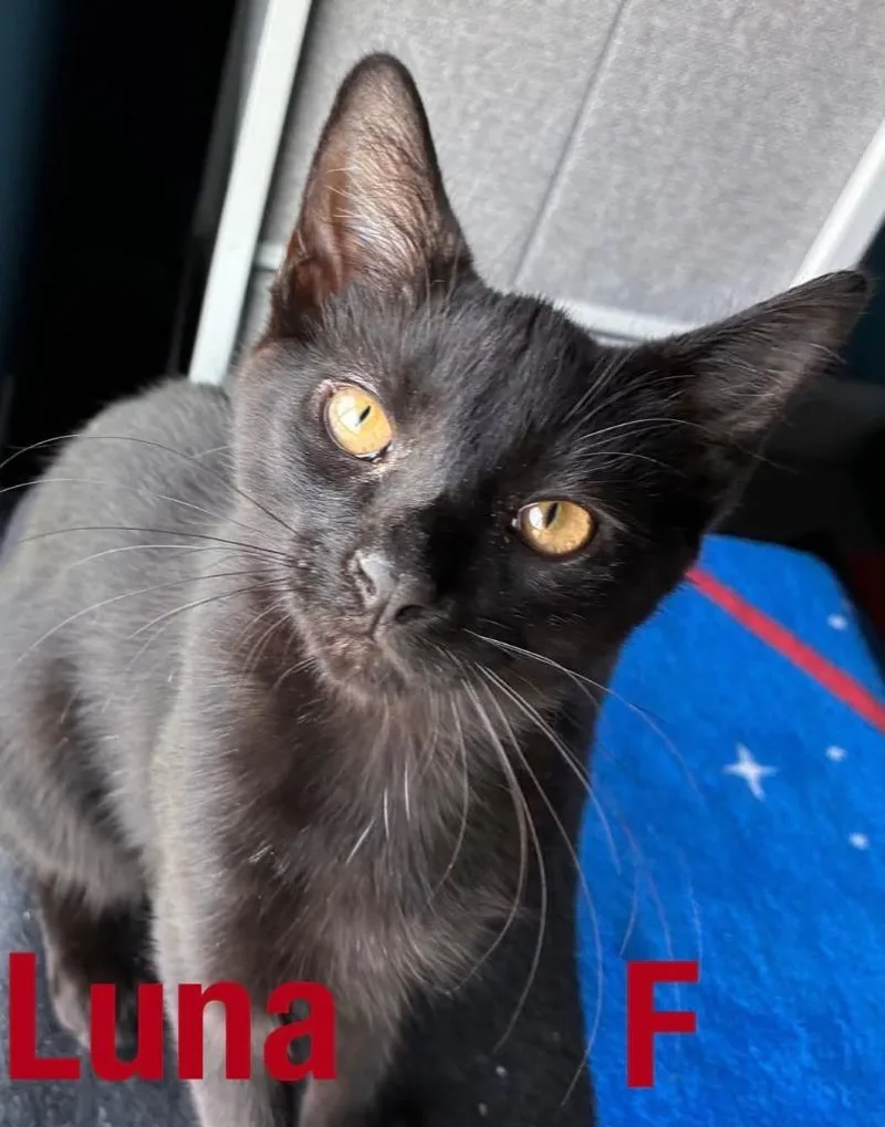 A baby small-sized female Domestic Short Hair cat named Luna S for adoption in Darien, GA