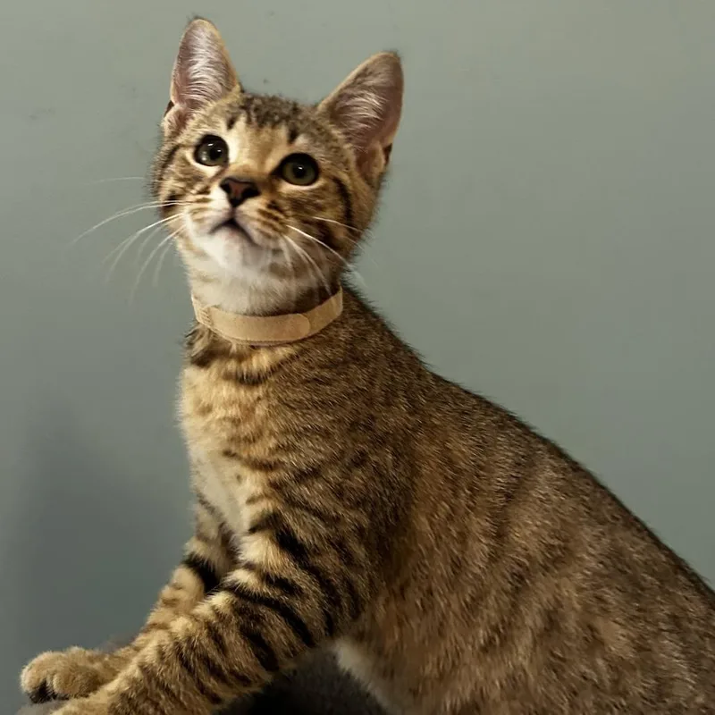 A baby small-sized male Domestic Short Hair cat named Nino for adoption in Cumming, GA