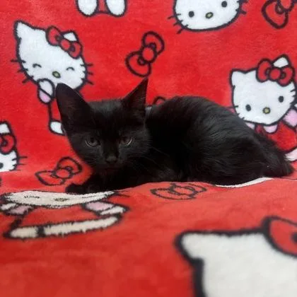 A baby small-sized male Domestic Short Hair cat named Soot for adoption in Janesville, WI