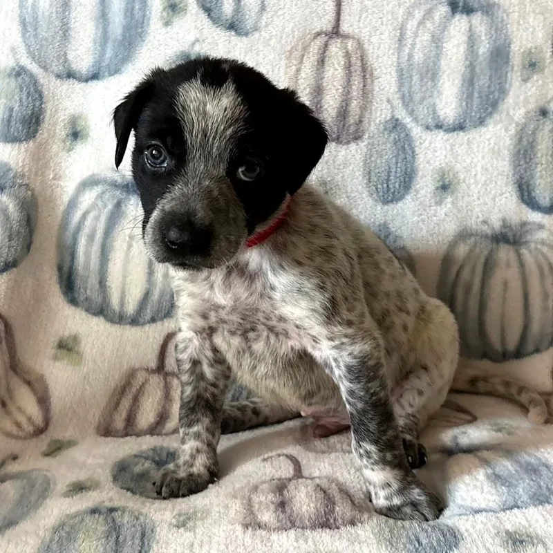 A baby small-sized male White / Cream Australian Cattle Dog / Blue Heeler named Odis for adoption in Corpus Christi, TX