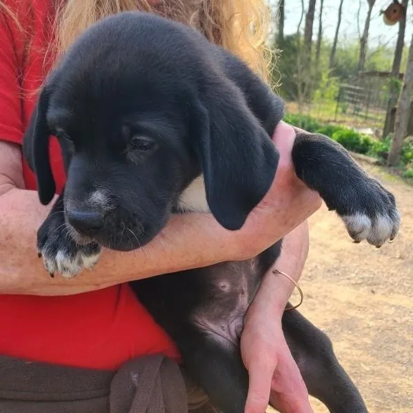 A baby medium-sized male Black Labrador Retriever dog named Moose for adoption in Albany, NY