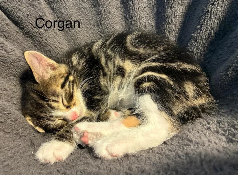 A baby medium-sized male Domestic Short Hair cat named Corgan for adoption in Shelton, WA