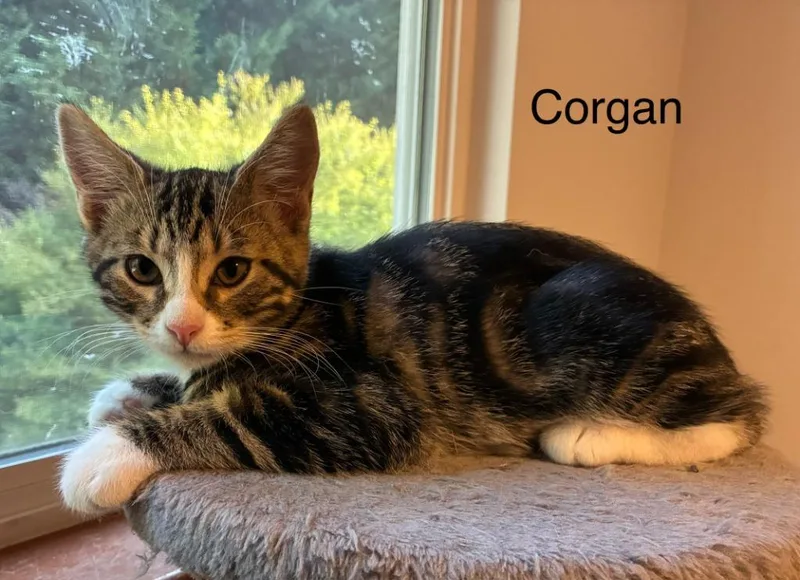 Corgan thumbnail 2