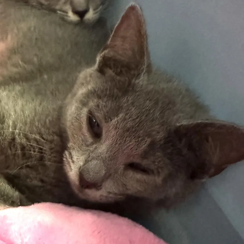 A baby small-sized female Gray / Blue / Silver Domestic Short Hair cat named Luna Lovepurr for adoption in Charlottesville, VA