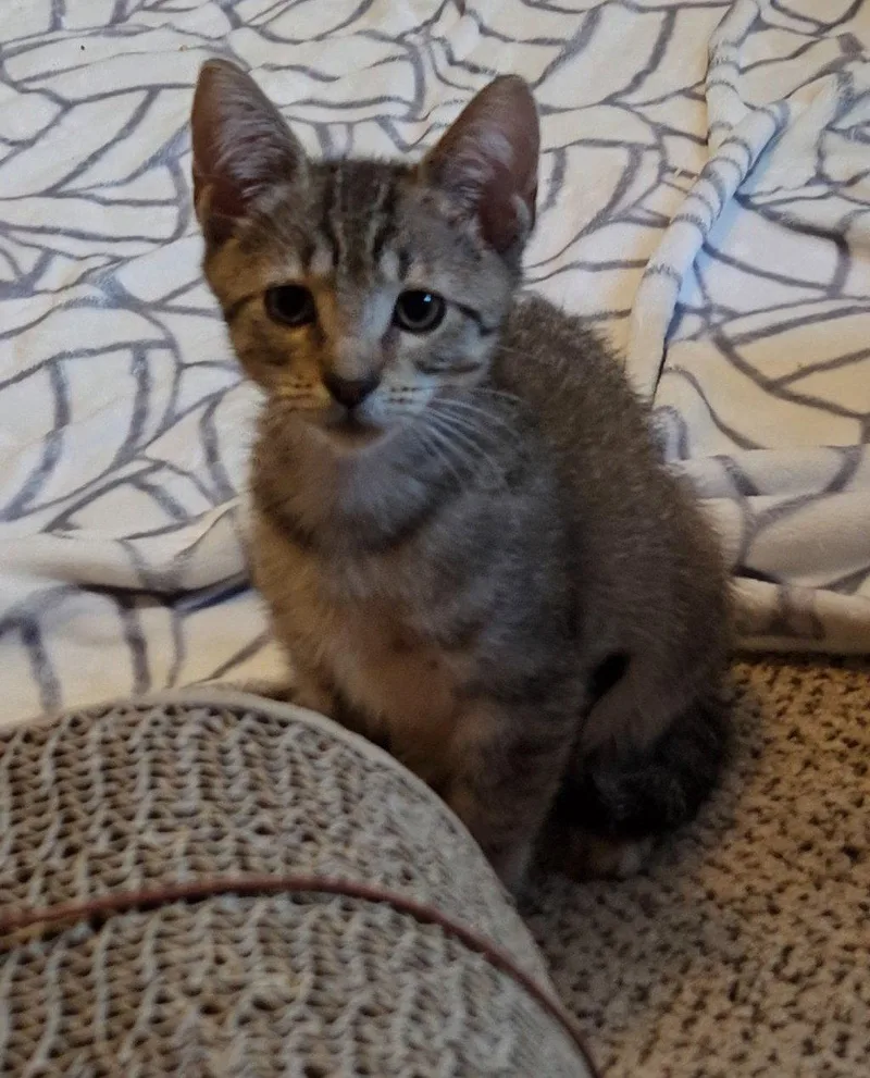 A baby medium-sized female Domestic Short Hair cat named Mouse  Willow Grove for adoption in Greenville, DE