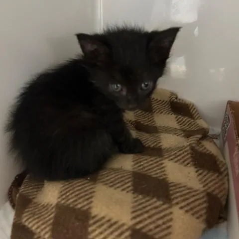A baby small-sized male Black Domestic Short Hair cat named Harry Pawter for adoption in Margate, FL