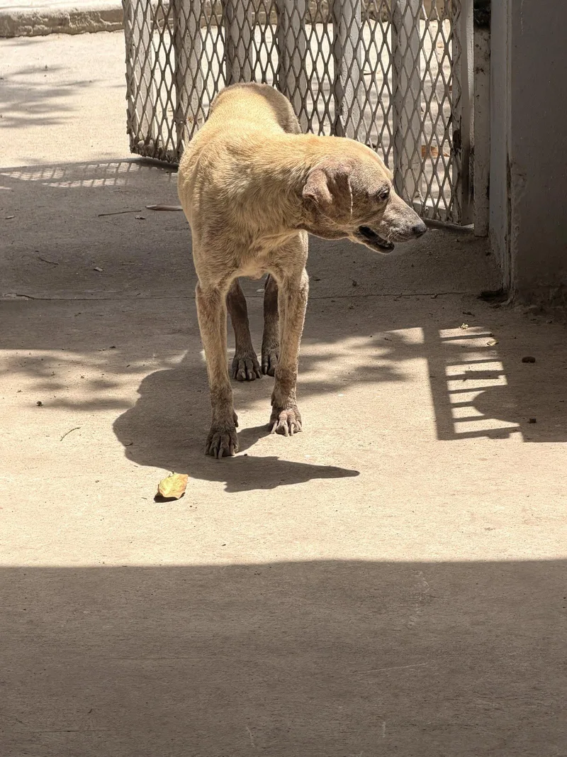 A young small-sized female Terrier dog named Leia for adoption in San Diego, CA
