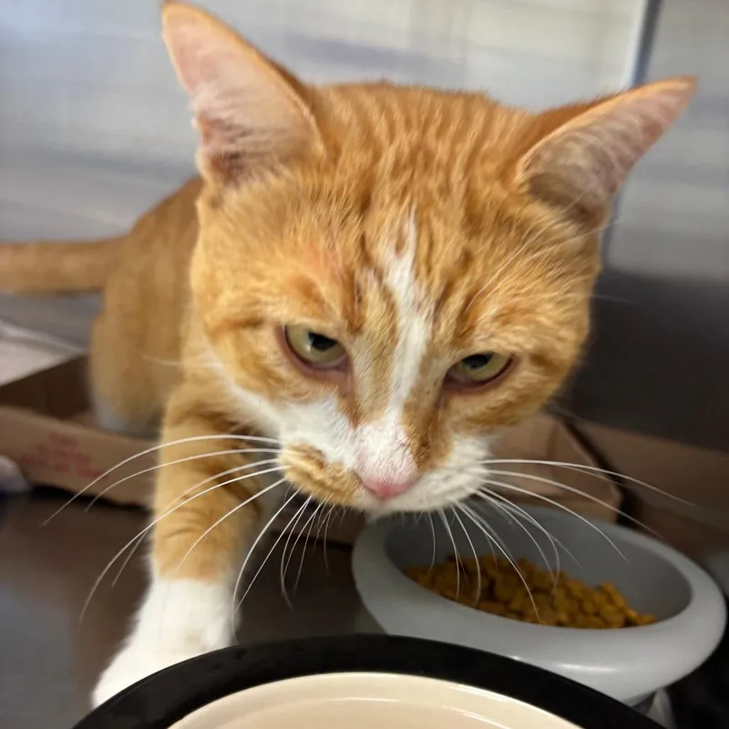 An adult large-sized male Orange / Red Domestic Short Hair cat named Cheeto Puff for adoption in Ottawa, KS