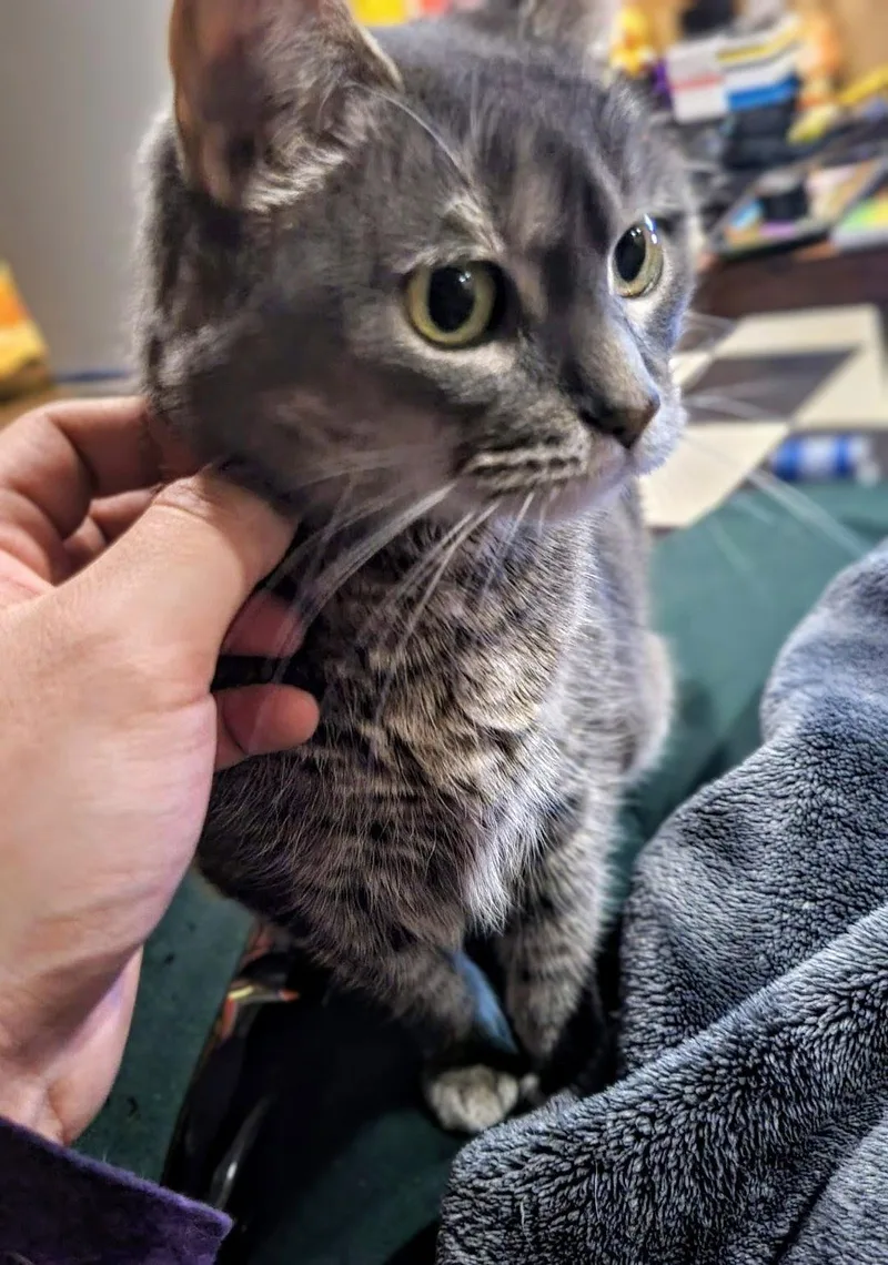 Meredith Grey thumbnail 3