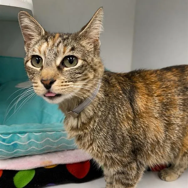 An adult medium-sized female Gray / Blue / Silver Domestic Short Hair cat named Lady for adoption in Hawthorne, CA