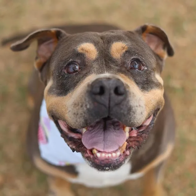 An adult medium-sized male American Bulldog dog named Jon Jon for adoption in San Antonio, TX