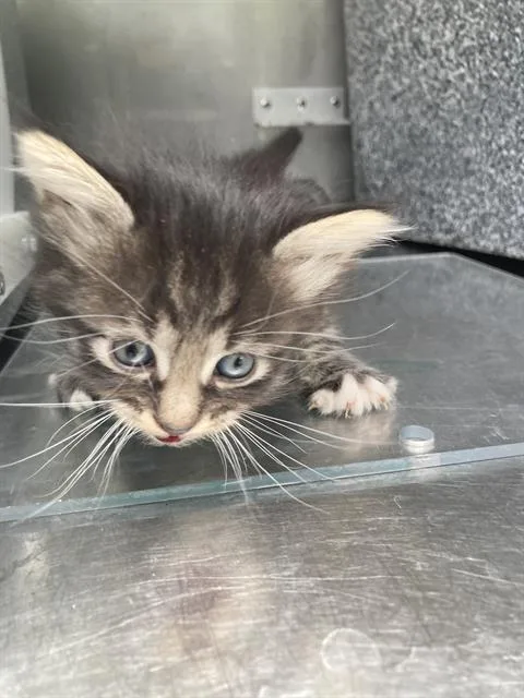 A baby small-sized male Domestic Short Hair cat named Taylor for adoption in Dallas, TX