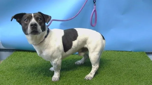 A young medium-sized male Terrier dog named Toro for adoption in Gardena, CA