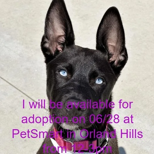 A young medium-sized female Black Mixed Breed dog named Soliloquy for adoption in Matteson, IL