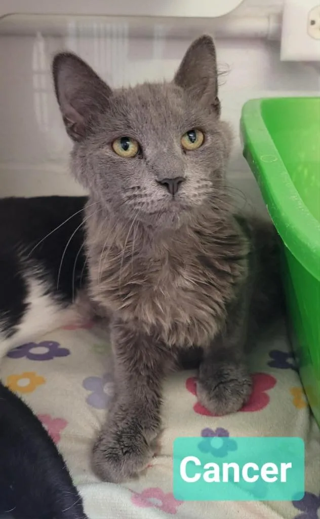 A baby medium-sized male Domestic Medium Hair cat named Cancer for adoption in Richmond, IN