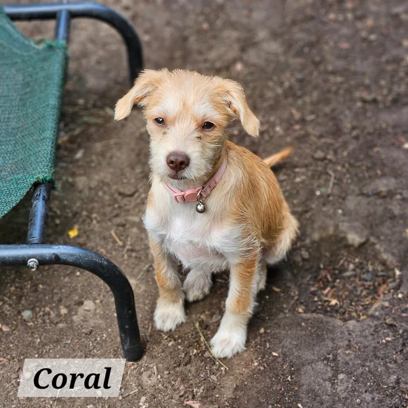 A baby small-sized female Apricot / Beige Jack Russell Terrier dog named Coral for adoption in Lafayette, CA