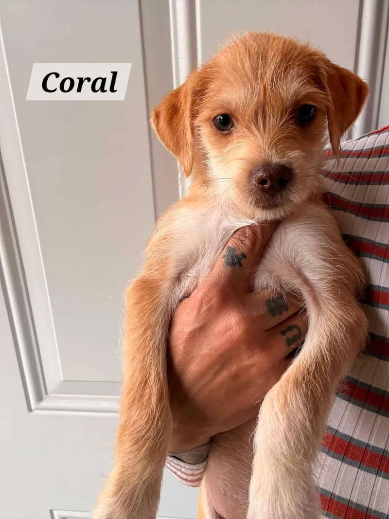 Coral thumbnail 2