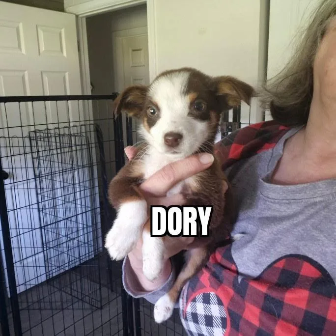 Dory thumbnail 4