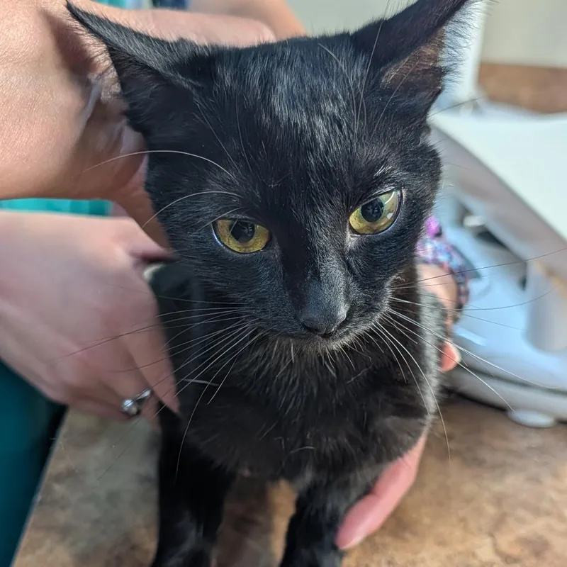 A young small-sized female Black Domestic Short Hair cat named Quinn for adoption in New York, NY