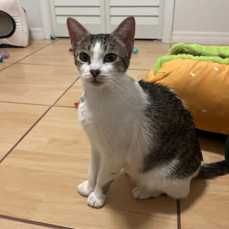 An adult medium-sized female White Domestic Short Hair cat named Tabitha for adoption in Seminole, FL