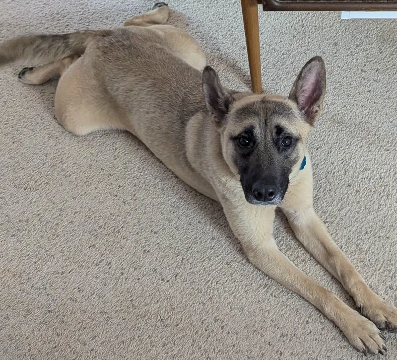 Mr Woofy thumbnail 3