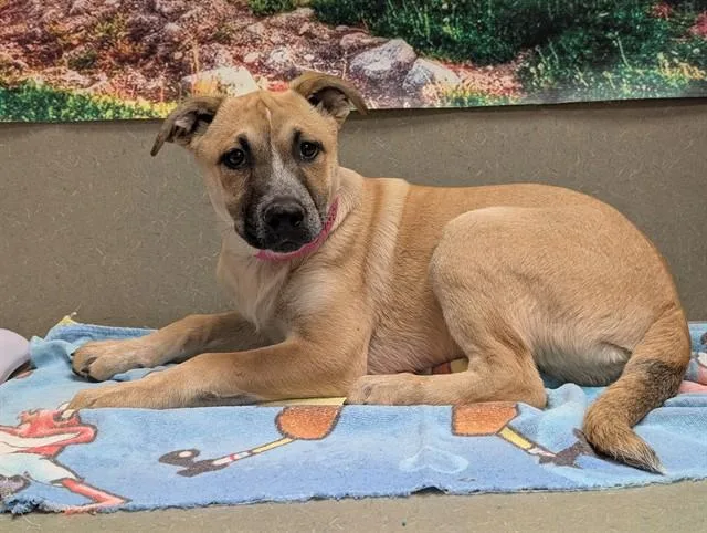 Save Me Please! Tosha