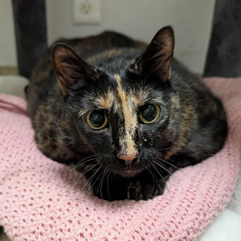 A senior extra large-sized female Black Domestic Short Hair cat named Zita for adoption in Titusville, FL