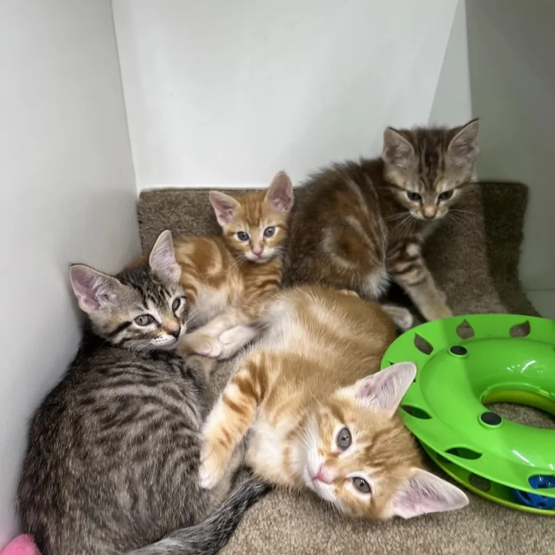 A baby small-sized male Orange / Red Domestic Short Hair cat named Chandler for adoption in Tulsa, OK