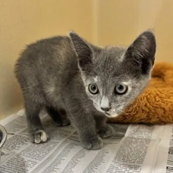 A young medium-sized female Dilute Tortoiseshell Domestic Short Hair cat named Valentina for adoption in Converse, TX