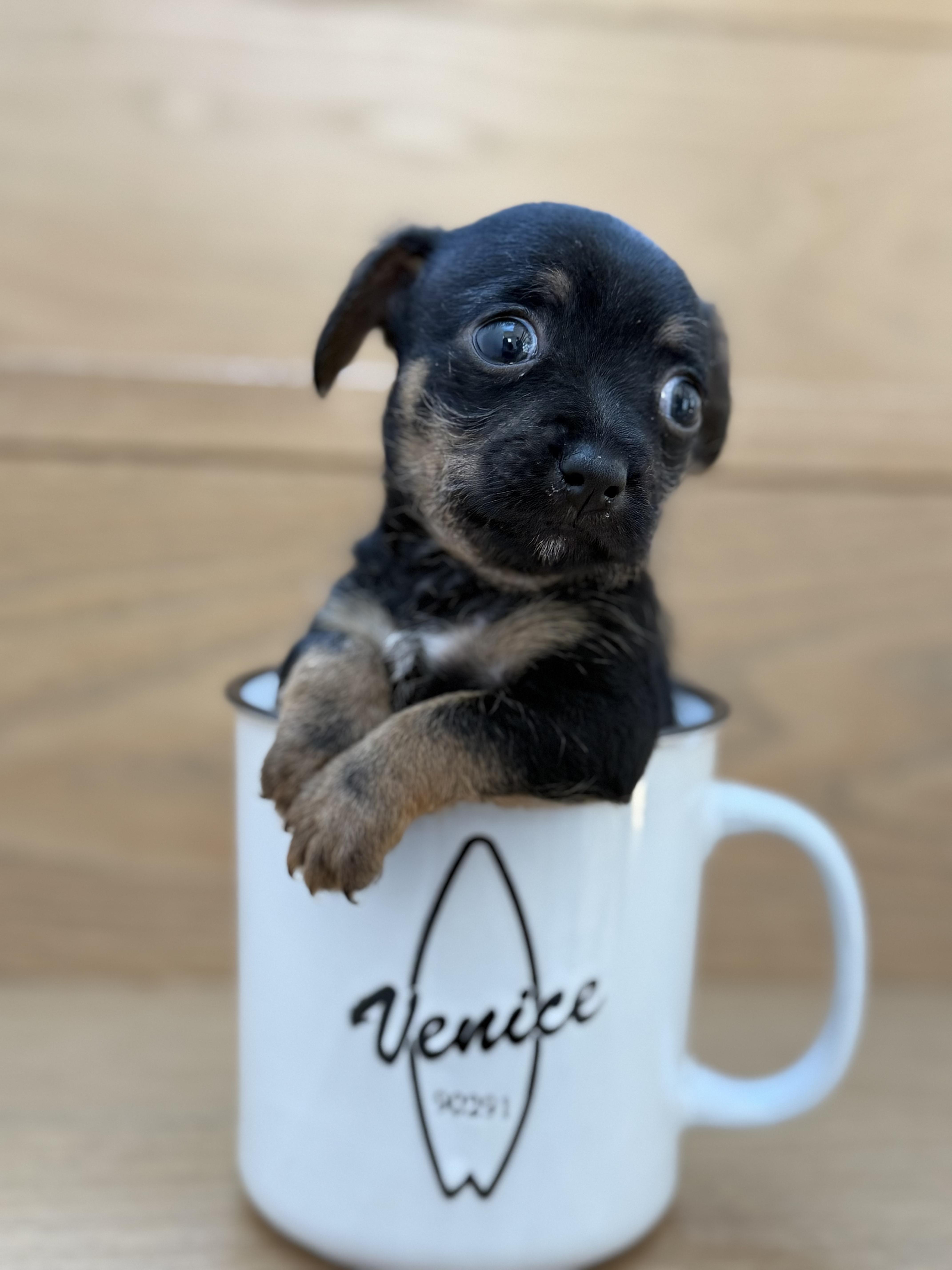 A baby small-sized male Bicolor Chihuahua dog named Tortellini for adoption in West Hollywood, CA