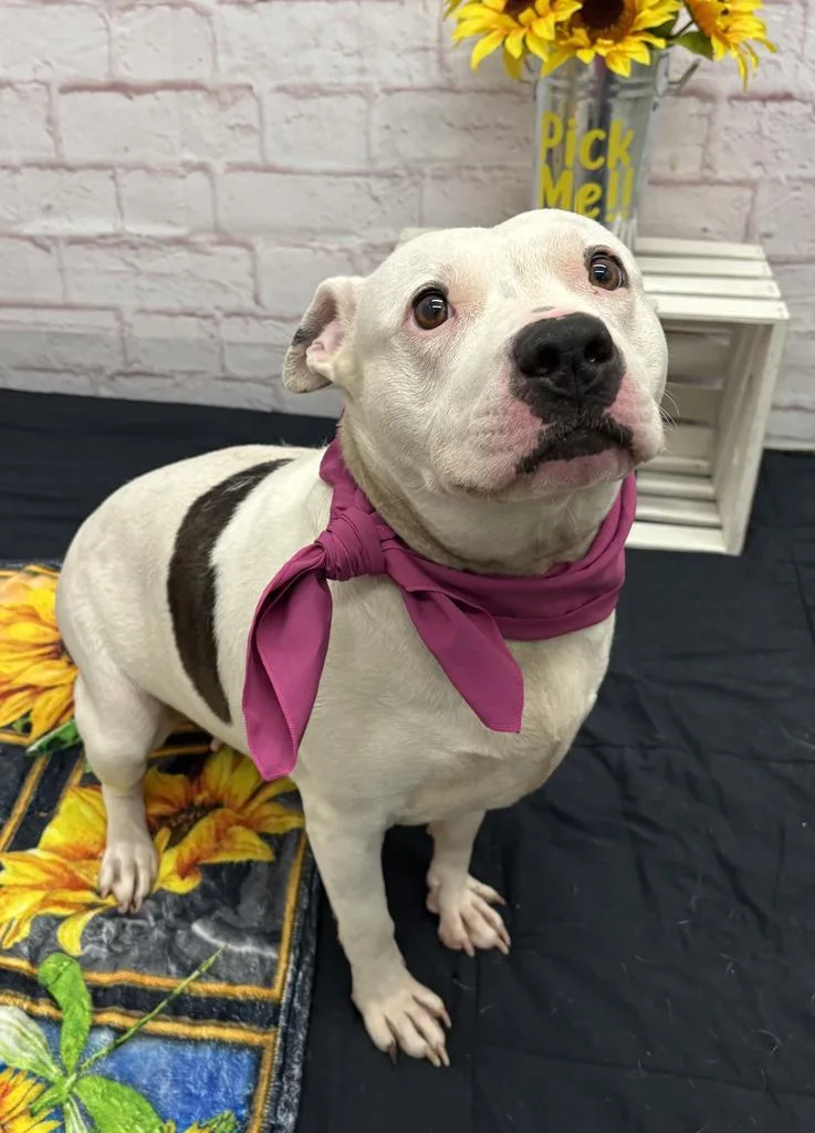 A young large-sized female Mixed Breed dog named Gruna for adoption in Detroit, MI