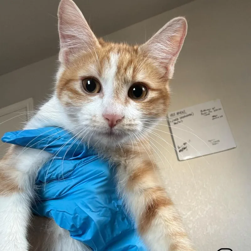 A baby small-sized female Orange / Red Domestic Short Hair cat named Brooke for adoption in Midland, TX