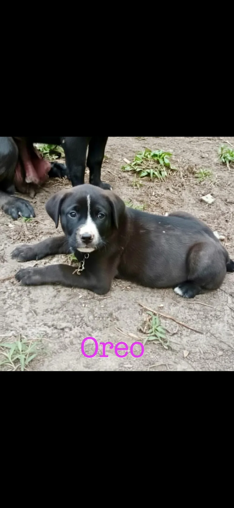 A baby medium-sized female Catahoula Leopard Dog dog named Oreo for adoption in seaside heights, NJ