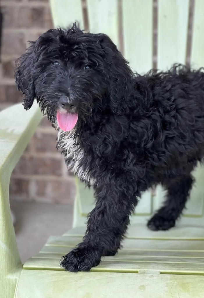 A baby medium-sized female Poodle dog named Junie for adoption in Dalton, GA