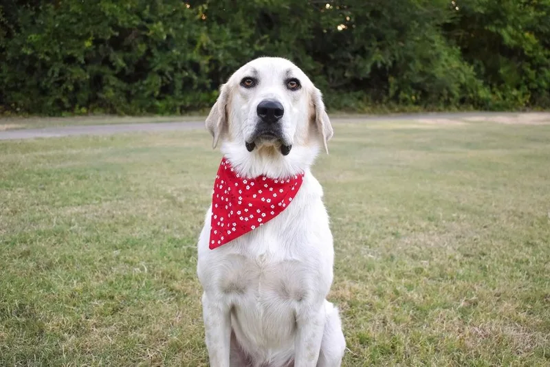 An adult large-sized female Great Pyrenees dog named Maybelline for adoption in Frisco, TX