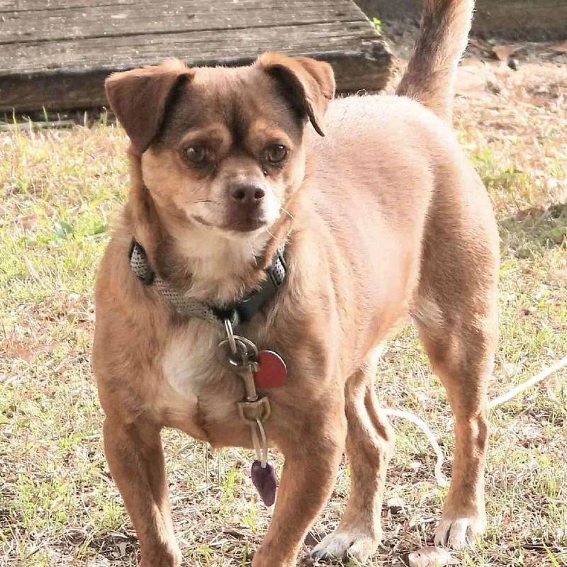 Preston & Rocco thumbnail 2