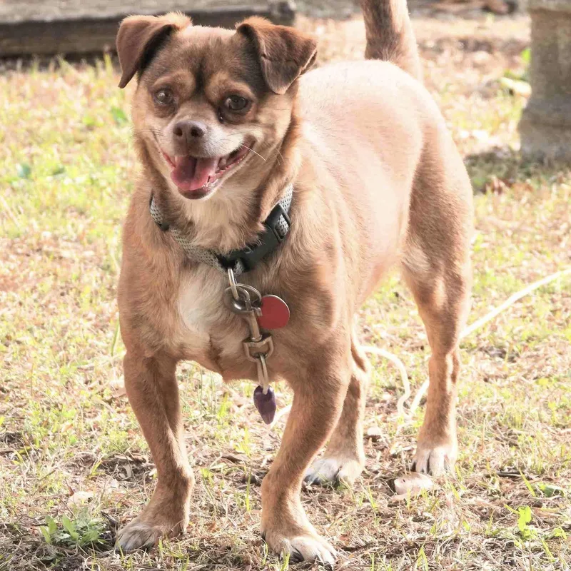 Preston & Rocco thumbnail 3