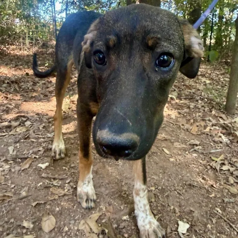 An adult medium-sized female Mixed Breed dog named Doodle for adoption in Long Island City, NY
