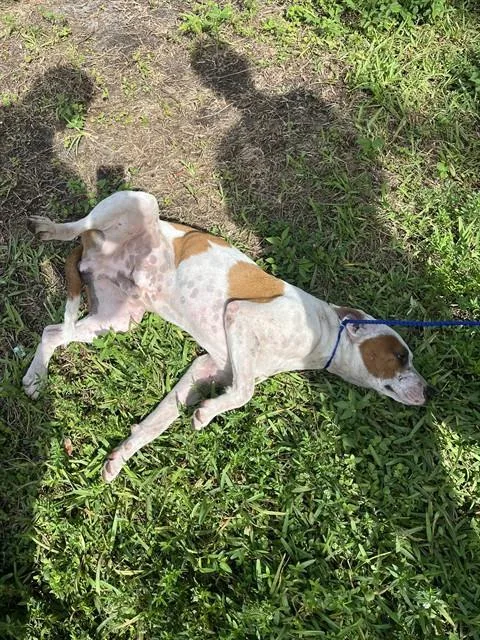 A young medium-sized male Terrier dog named Gump for adoption in Miami, FL