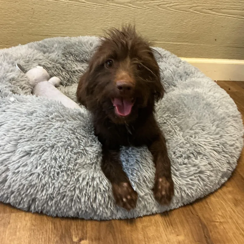 An adult small-sized female Black Labradoodle dog named Kelly for adoption in Watertown, CT