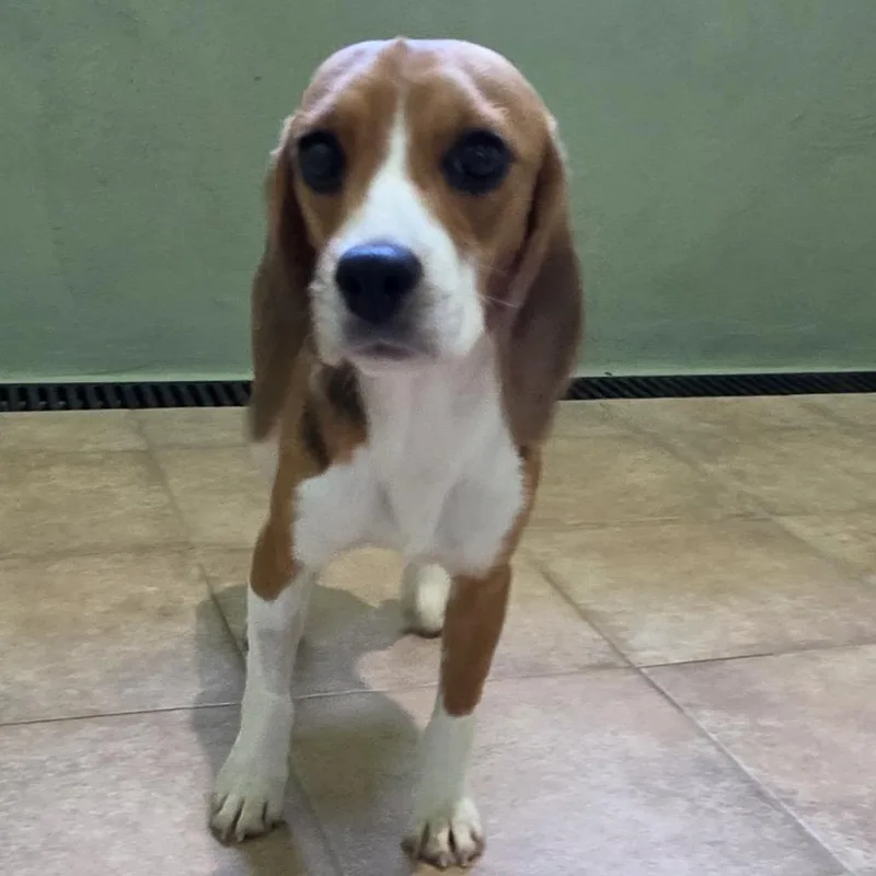 A young small-sized female Yellow / Tan / Blond / Fawn Beagle dog named Pocket for adoption in LOXAHATCHEE, FL
