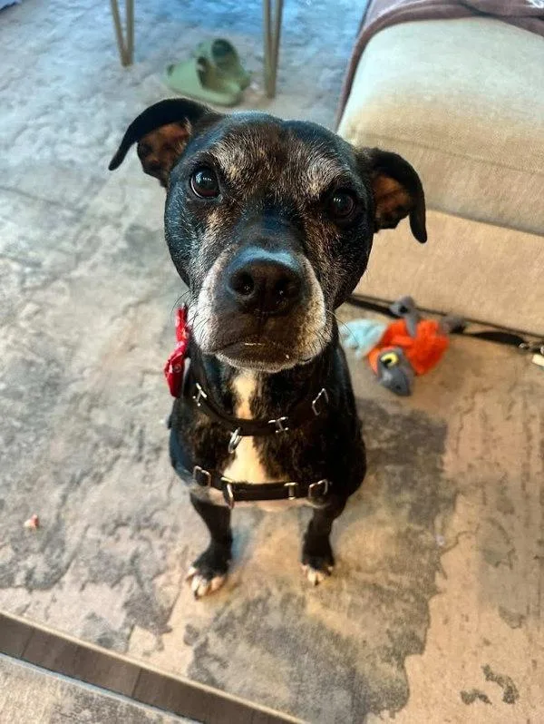 An adult large-sized male Boxer dog named Marshall for adoption in Austin, TX