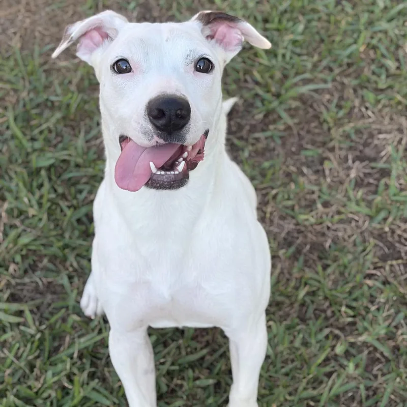 A young medium-sized male Pit Bull Terrier dog named Orbit for adoption in Lufkin, TX