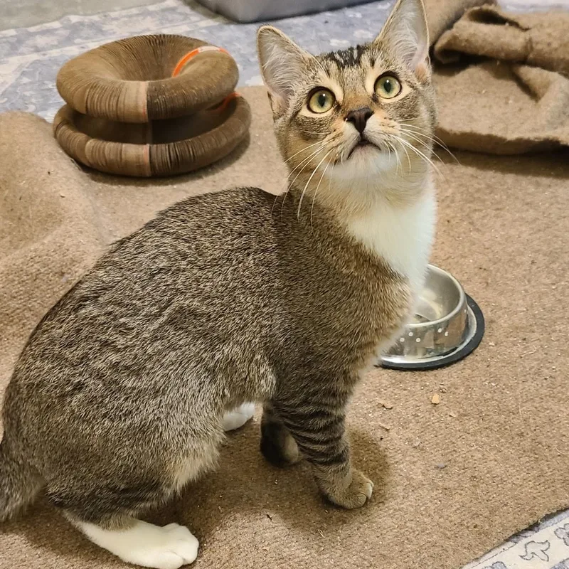 A baby medium-sized male Brown / Chocolate Domestic Short Hair cat named Pip Winterville for adoption in Greensboro, GA