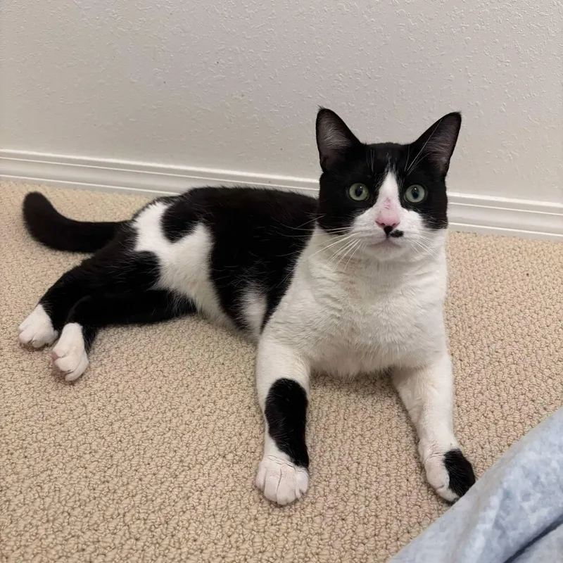 Debrincat thumbnail 2