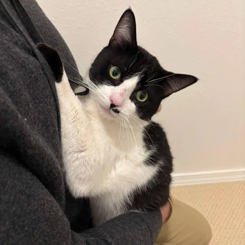 Debrincat thumbnail 3