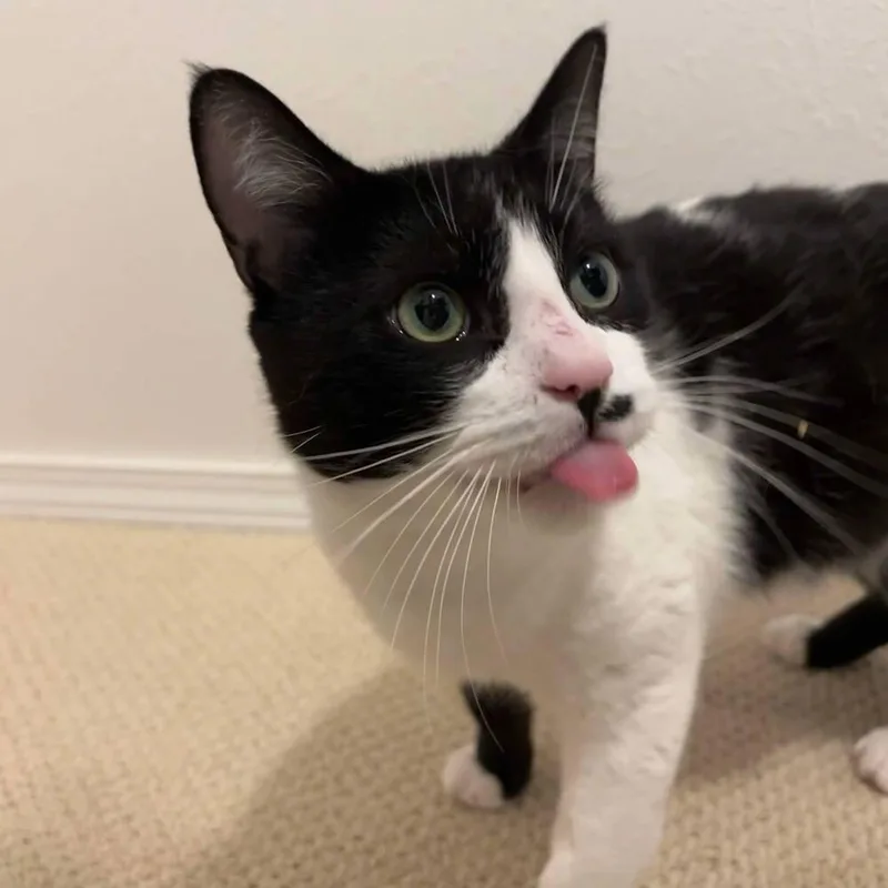 Debrincat thumbnail 4