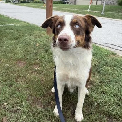 An adult medium-sized male Australian Shepherd dog named Bowie for adoption in Merriam, KS
